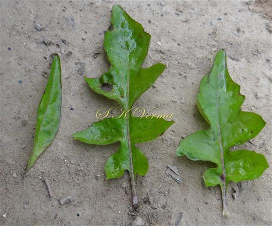 Leaves 